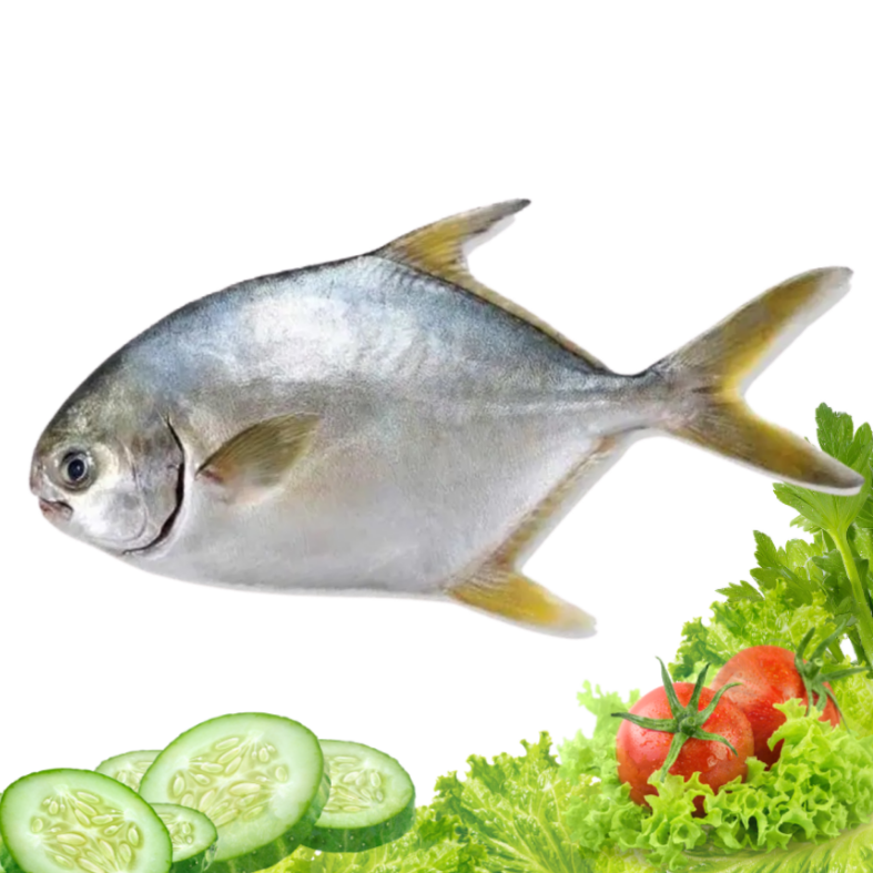 Cá Chim Biển (500g)